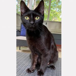Nova is a beautiful 1-year-old black cat with a heart full of love She recently raised three health