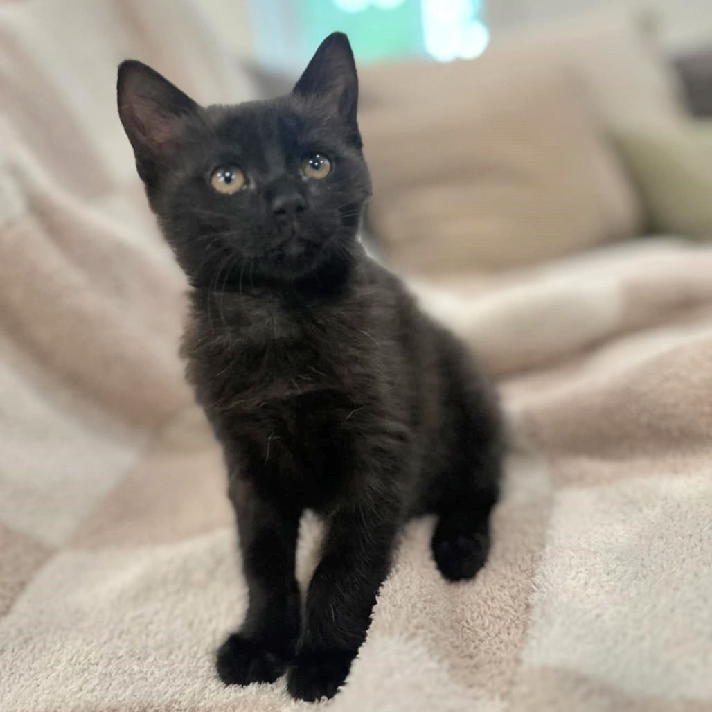Joe (adopt with Nikki)
