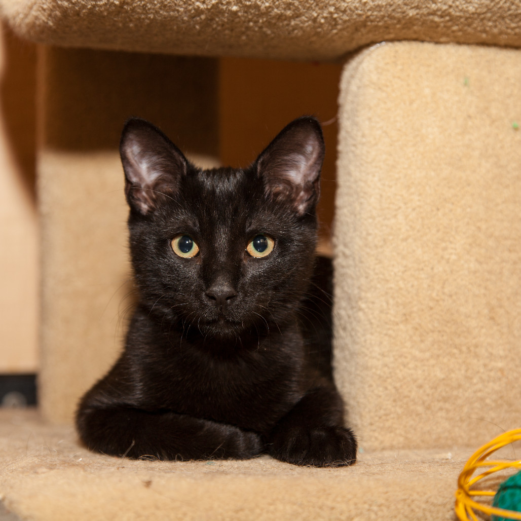 Joe (adopt with Nikki)