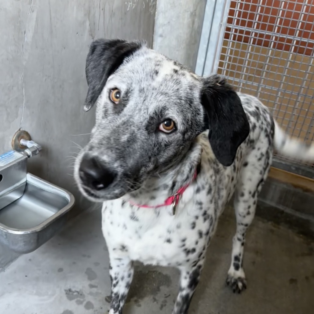 Moo Moo A2185327