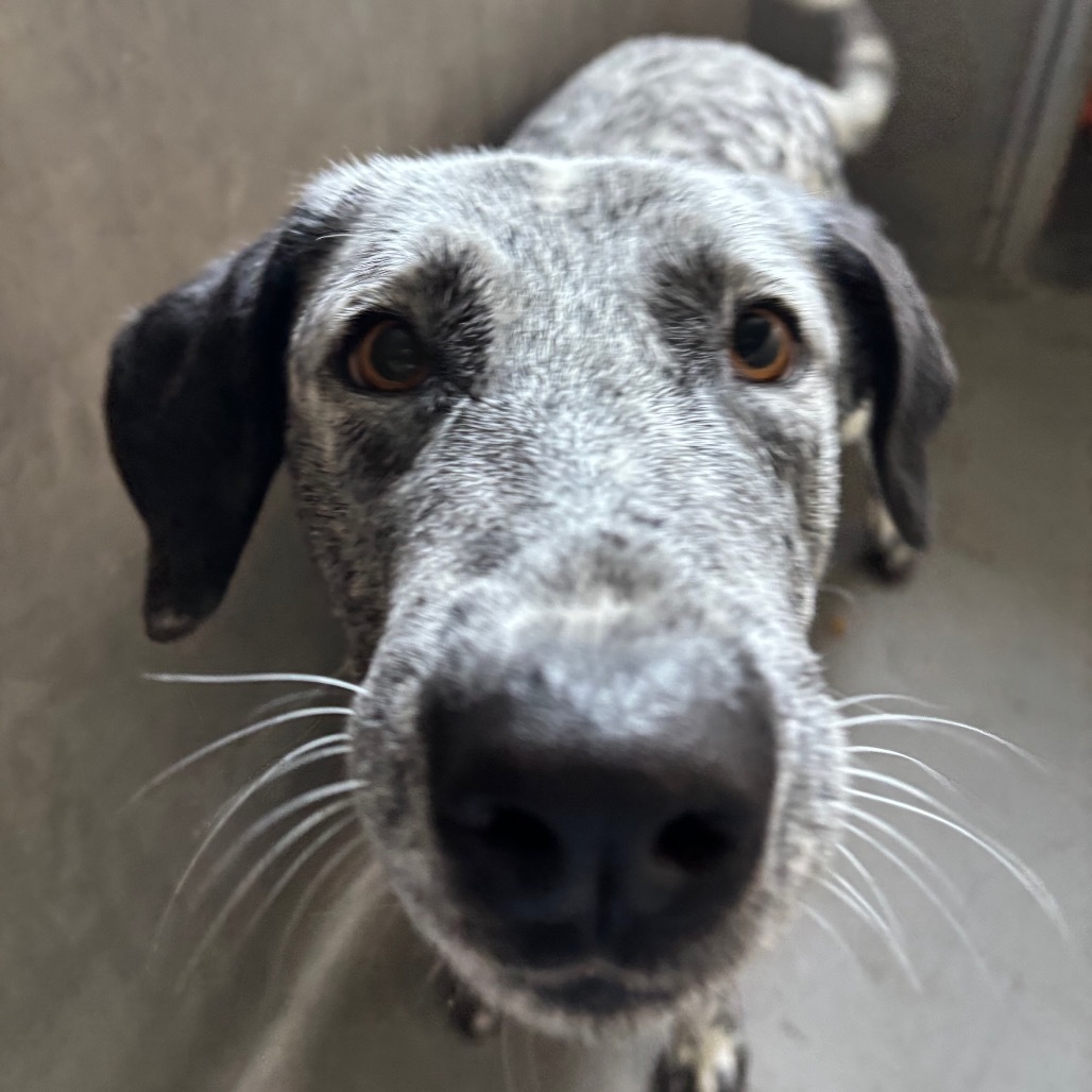 Moo Moo A2185327