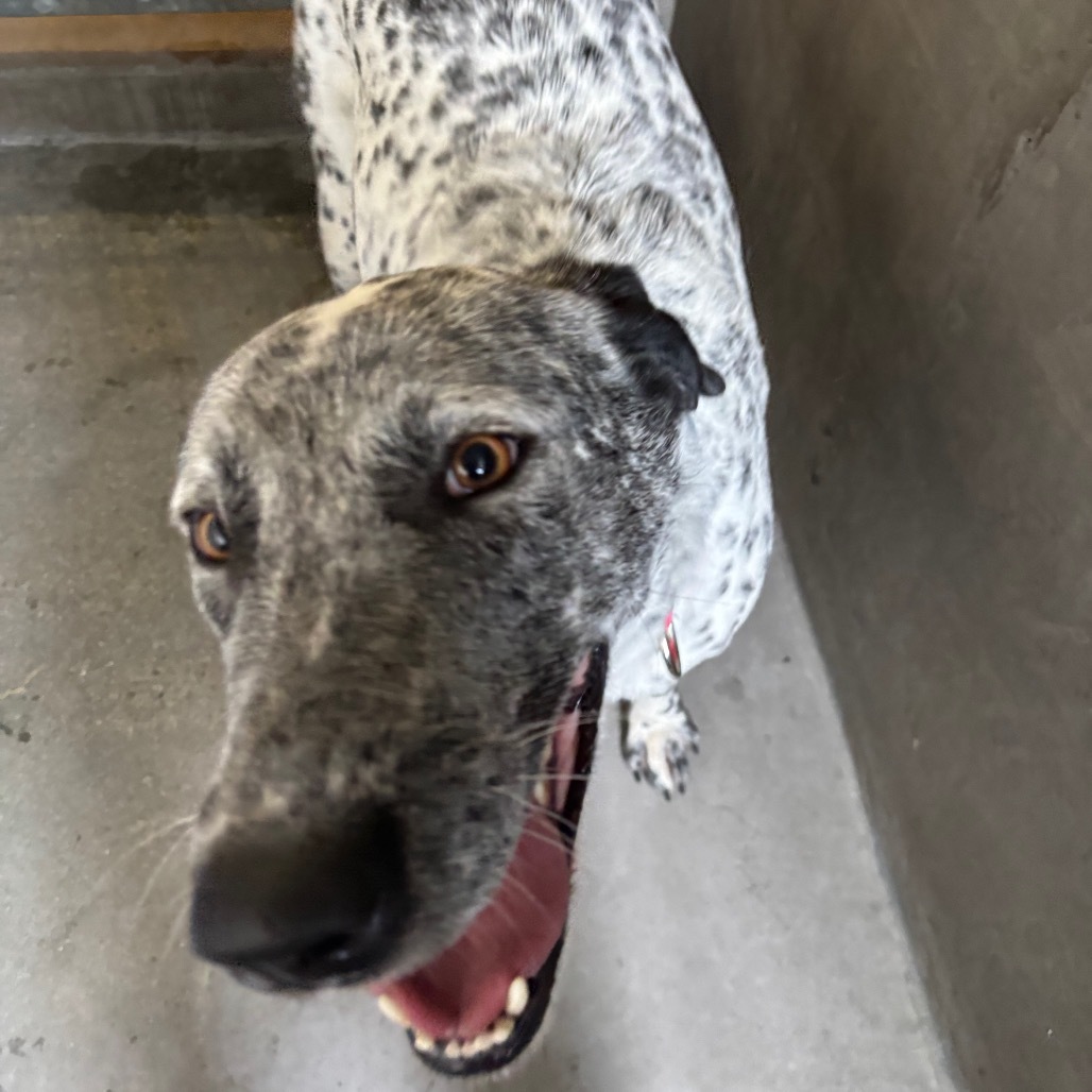 Moo Moo A2185327