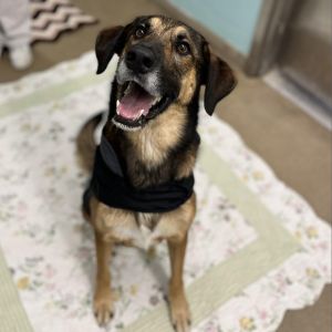 Chad, Adult Male Shepherd