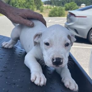 Memphis, Baby Male Boxer