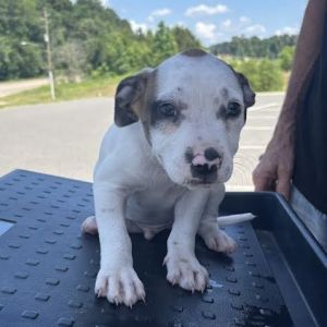 Tex, Baby Male Boxer