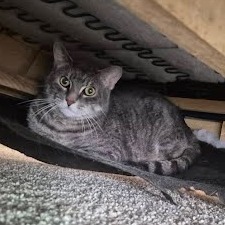 Rengar