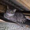 Rengar photo 1