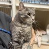 Rengar photo 2