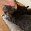 Rengar photo 3