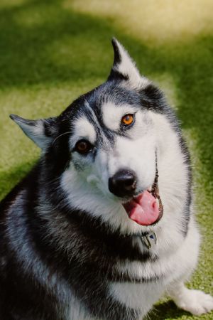 What my friends at Seattle humane say about me I love to play chase and zoomies especially after b