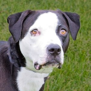 Hallie, Adult Female unknown