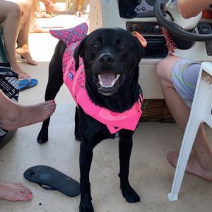 Arya - Home to Home, Adult Female unknown