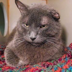 Foggy, Senior Male unknown