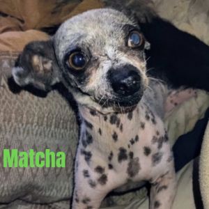 Matcha, Senior Female Chihuahua