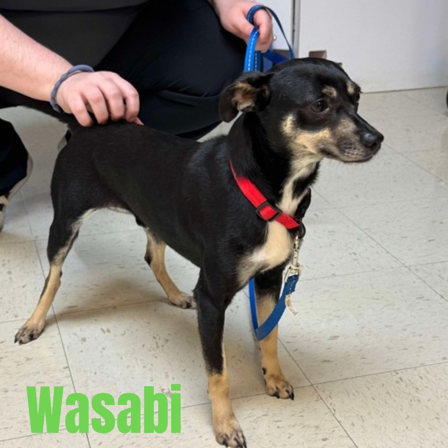 Wasabi