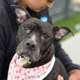 Miss Sassy Pants is currently in foster care and ready for adoption via our virtual process Learn m
