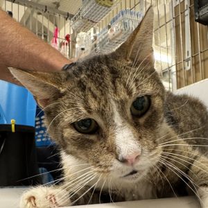 Mac is on site at our adoption center in SoHo Learn about his time in foster care here httpsacr