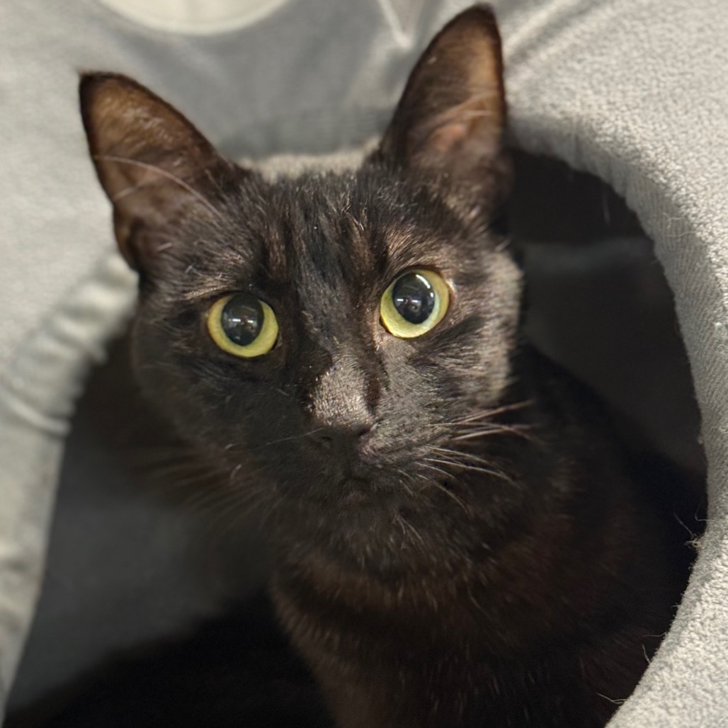 Elvira