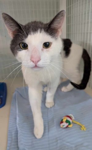 Silvermist, Adult Male Domestic Short Hair