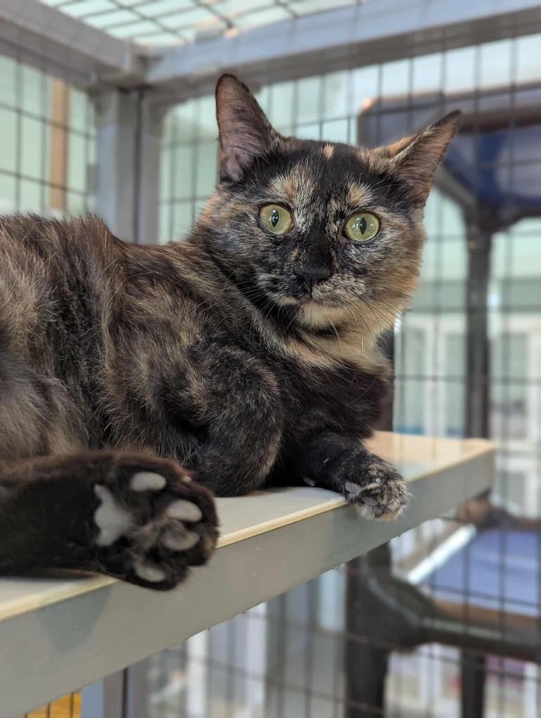 Diva
