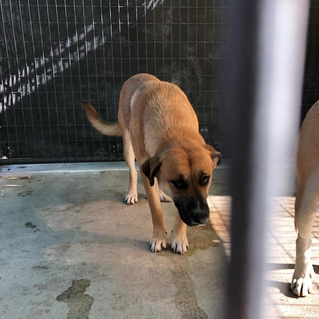 Tiana, an adoptable Labrador Retriever in Garden City, KS, 67846 | Photo Image 2