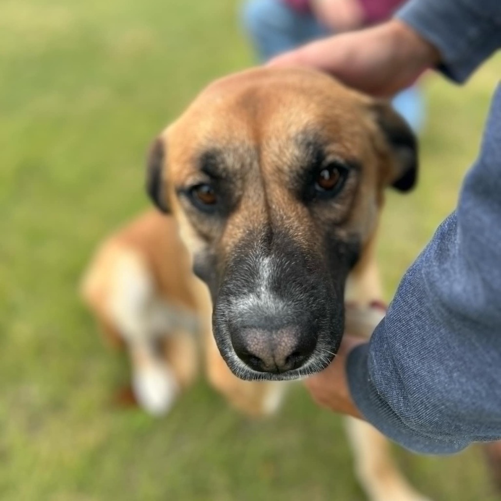 Tiana, an adoptable Labrador Retriever in Garden City, KS, 67846 | Photo Image 3
