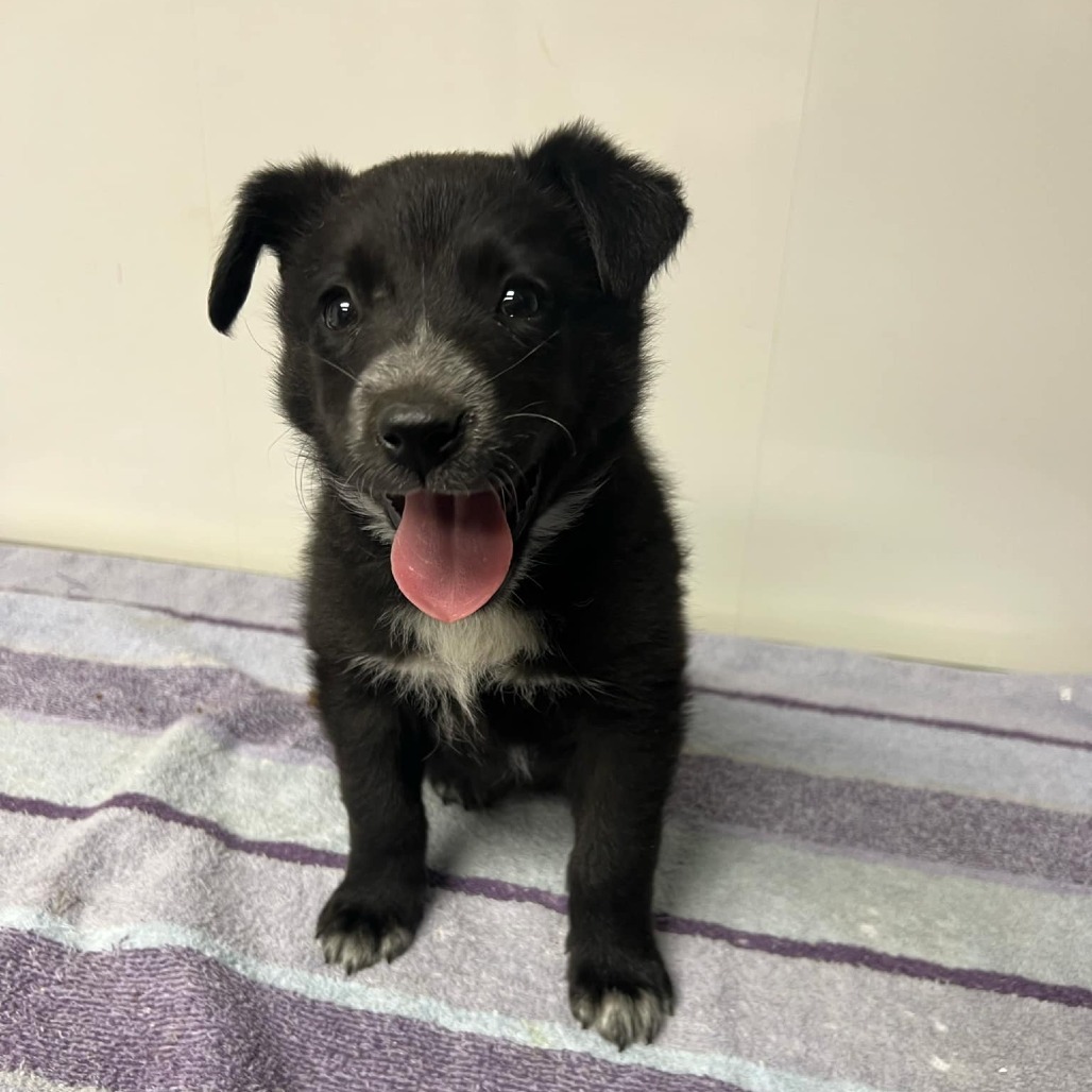 Mustard, an adoptable Border Collie in Garden City, KS, 67846 | Photo Image 1