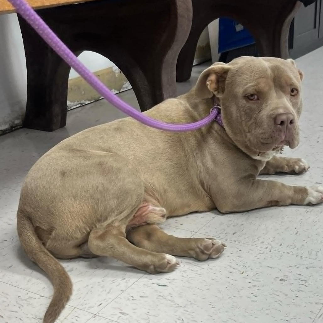 Taco, an adoptable Pit Bull Terrier in Garden City, KS, 67846 | Photo Image 1