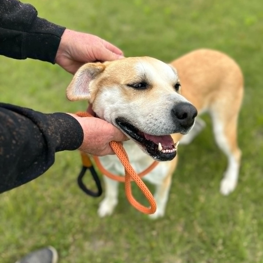 Lottie, an adoptable Labrador Retriever, Pit Bull Terrier in Garden City, KS, 67846 | Photo Image 1