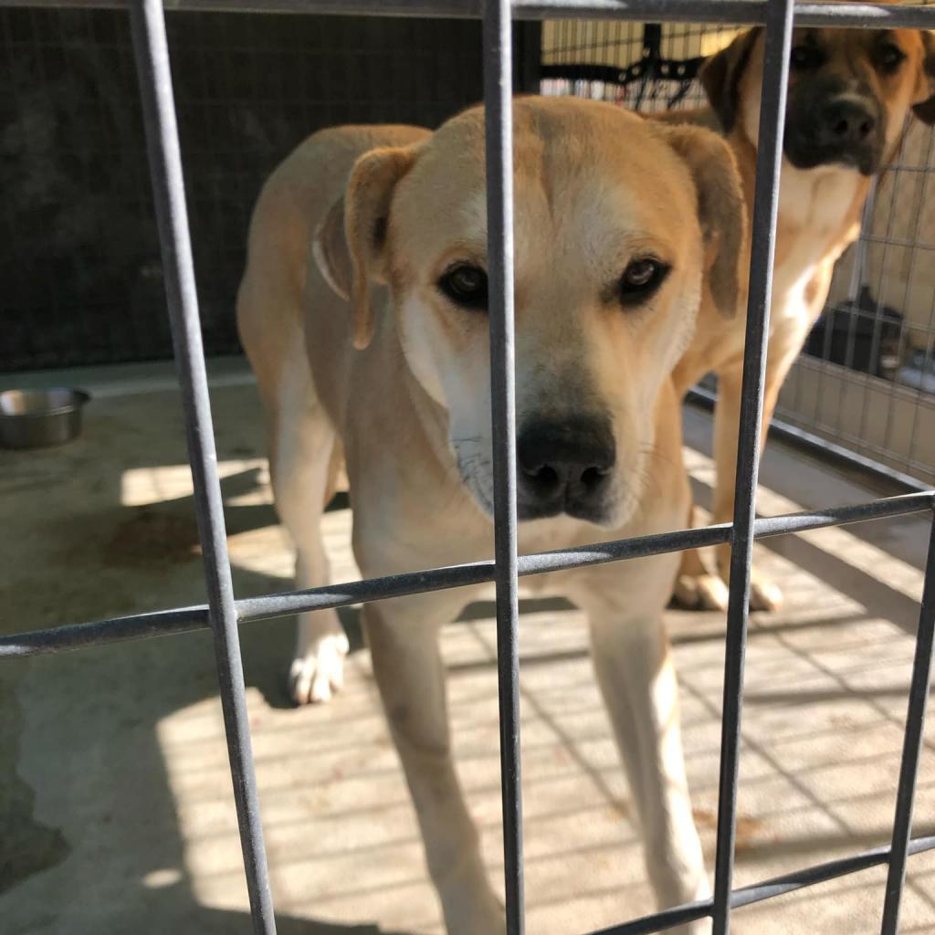 Lottie, an adoptable Labrador Retriever, Pit Bull Terrier in Garden City, KS, 67846 | Photo Image 2