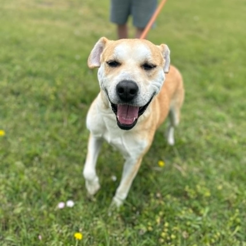 Lottie, an adoptable Labrador Retriever, Pit Bull Terrier in Garden City, KS, 67846 | Photo Image 3