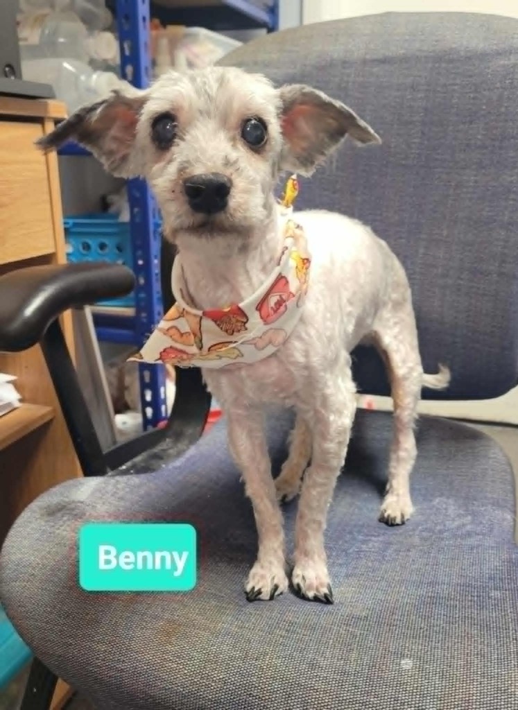 Benny