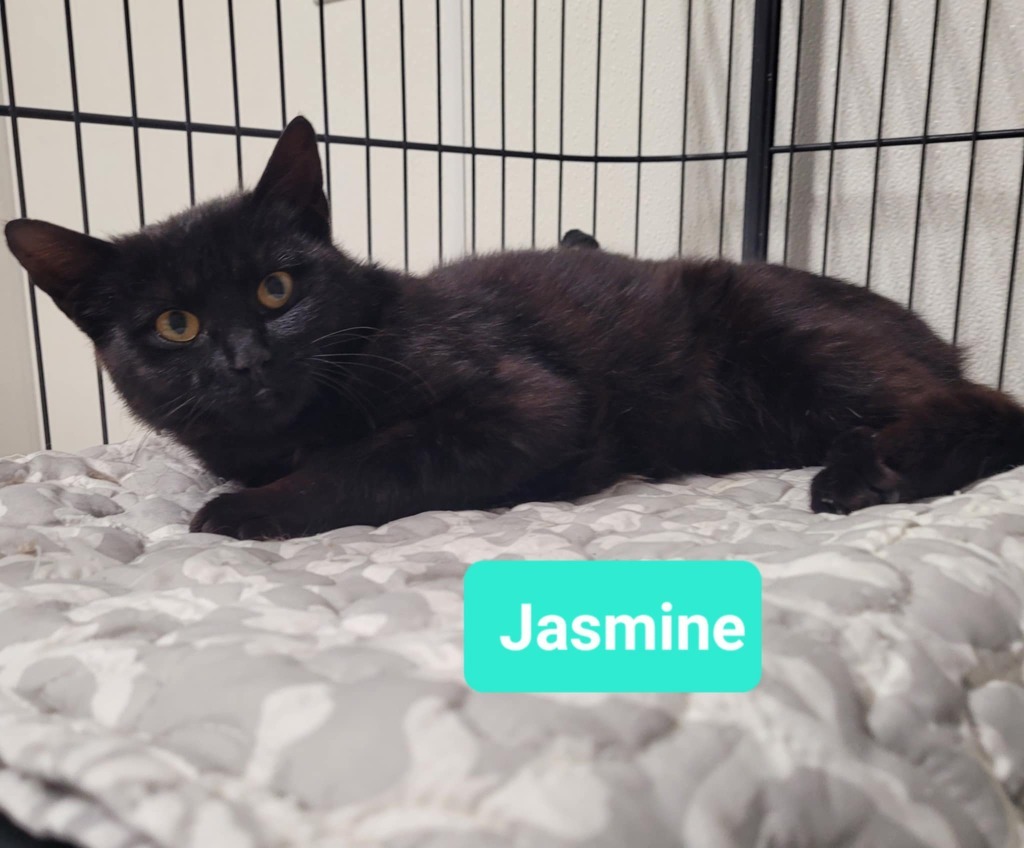 Jasmine