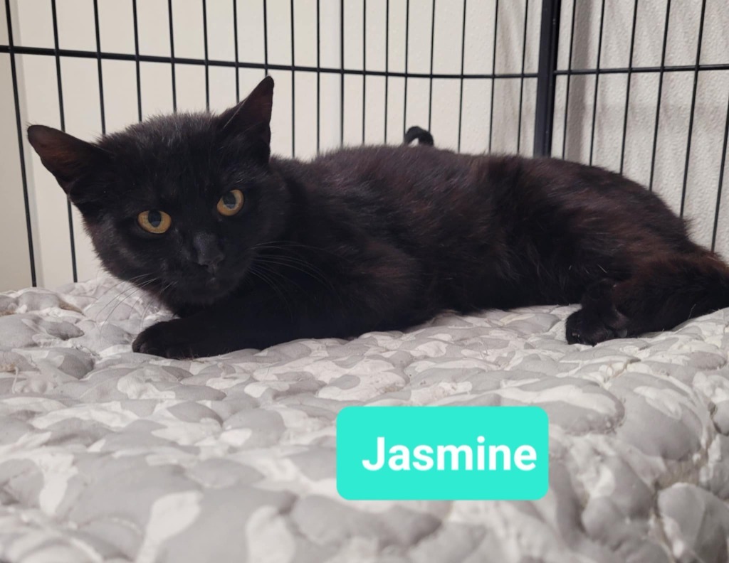 Jasmine