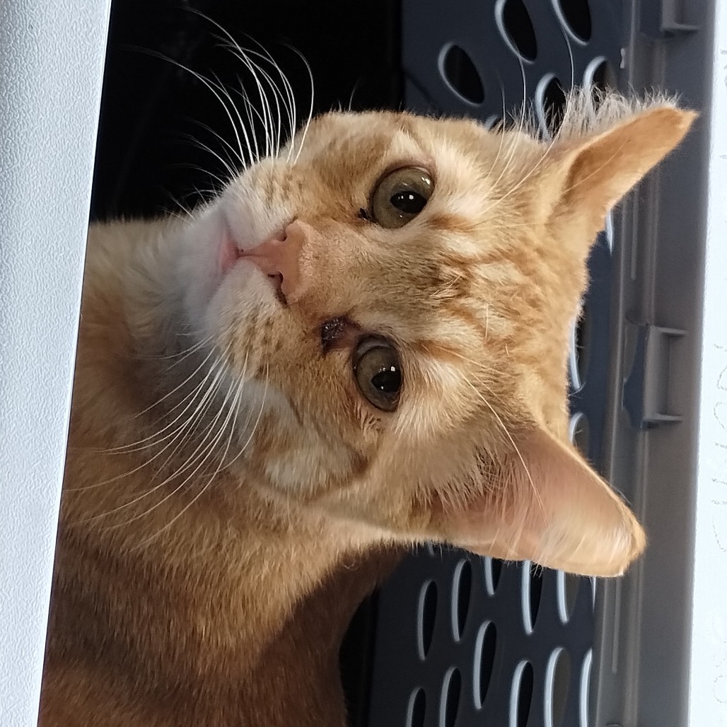 Nemo