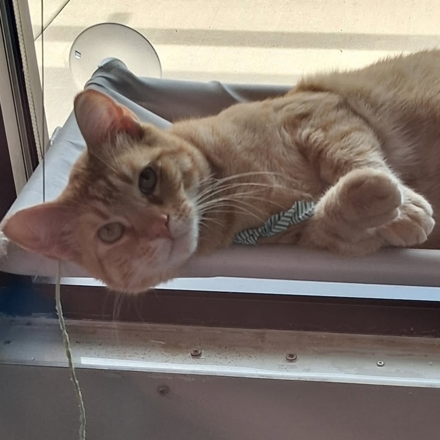 Nemo