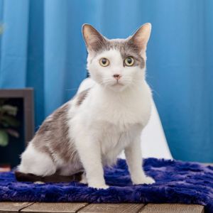 Walnut is a quiet girl with a gentle spirit and soulful eyes She may take a little time to warm
