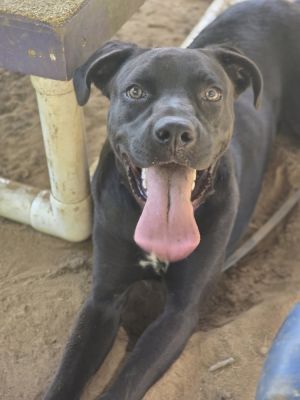 Moose - 25120, Baby Male Labrador Retriever