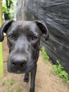 Moose - 25120 photo 2