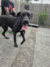 Moose - 25120 photo 5