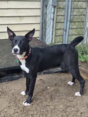 AAD Featured Pup! Kacey - 25126, Baby Female unknown