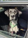Goose - 25121 photo 1