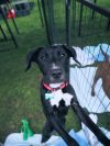 Goose - 25121 photo 2