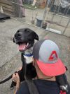 Goose - 25121 photo 4