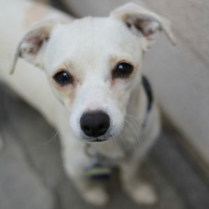Looking for a dog-friendly pocket size companion to add to your life Look no further these little
