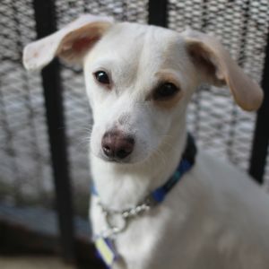 Looking for a dog-friendly pocket size companion to add to your life Look no further these little