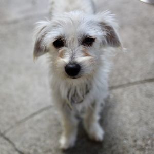 Looking for a dog-friendly pocket size companion to add to your life Look no further these little