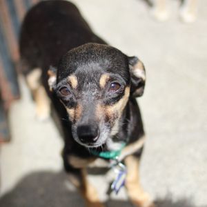 Looking for a dog-friendly pocket size companion to add to your life Look no further these little