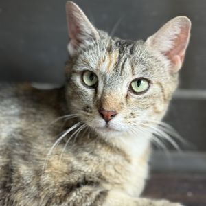 Gingerbread, Young Female unknown