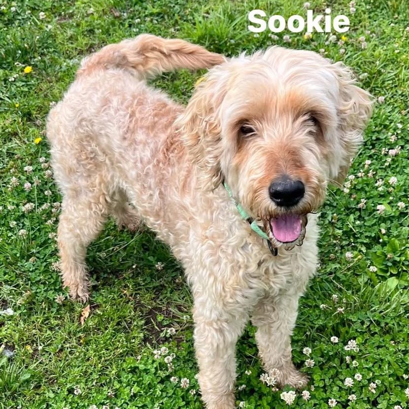 Sookie